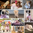 Blueberry Pet Dog Hoodie Pullover 8" - Christmas Sweater, Dog Pajamas, Award-Winning Dog Clothes, Baby Pink Sweatshirt for Small Dogs - Soft & Cozy Dog Sweater Vest, Dog Accessories